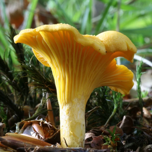Plantes et champignons Association forestière du sud du Québec